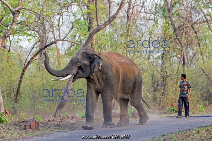 : Domestic Asian Elephant / Asiatic Elephant with handler : Domestic Asian Elephant / Asiatic Elephant with handler