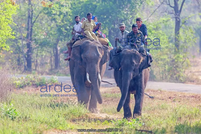 : Domestic Asian Elephant / Asiatic Elephant with tourists : Domestic Asian Elephant / Asiatic Elephant with tourists