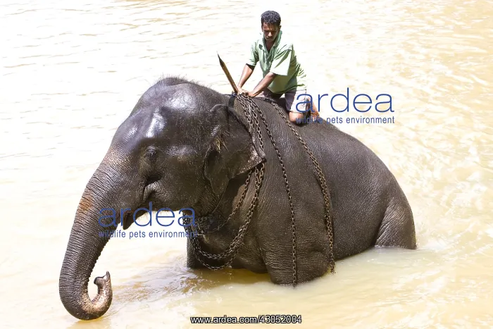 : Domestic Asian Elephant bathing and his cornac Sri Lanka : Domestic Asian Elephant bathing and his cornac Sri Lanka