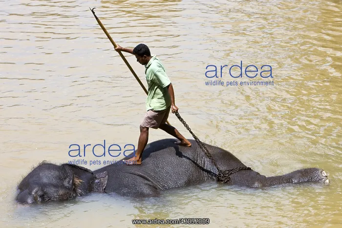 : Domestic Asian Elephant bathing and his cornac Sri Lanka : Domestic Asian Elephant bathing and his cornac Sri Lanka