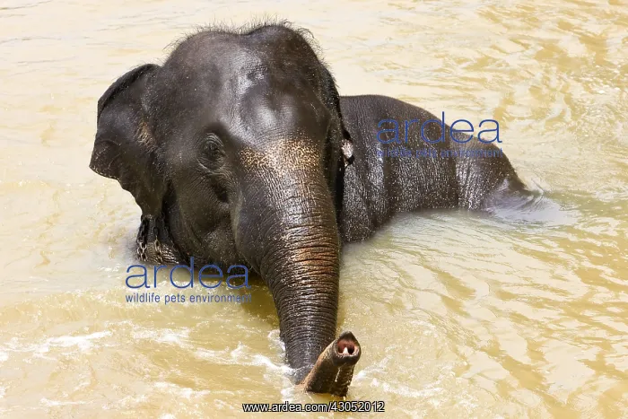: Domestic Asian Elephant bathing Sri Lanka : Domestic Asian Elephant bathing Sri Lanka
