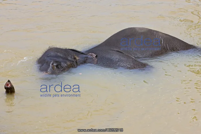 : Domestic Asian Elephant bathing Sri Lanka : Domestic Asian Elephant bathing Sri Lanka
