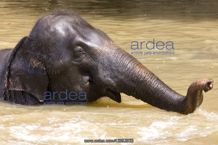  : Domestic Asian Elephant bathing Sri Lanka