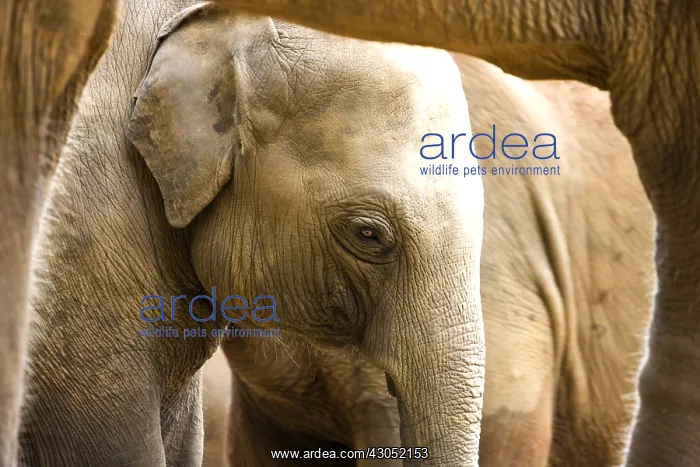 : Domestic Asian Elephant calf Sri Lanka : Domestic Asian Elephant calf Sri Lanka