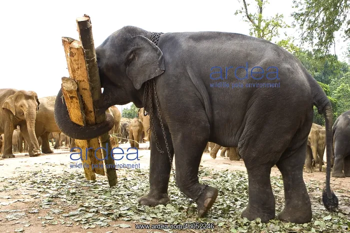 : Domestic Asian Elephant carying trunks Sri Lanka : Domestic Asian Elephant carying trunks Sri Lanka