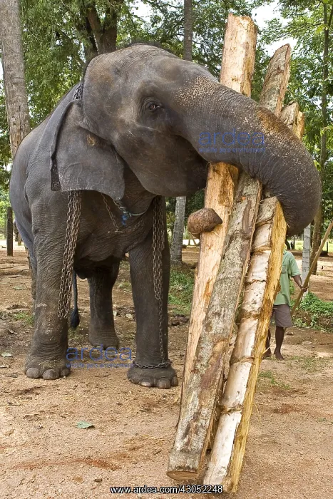 : Domestic Asian Elephant carying trunks Sri Lanka : Domestic Asian Elephant carying trunks Sri Lanka