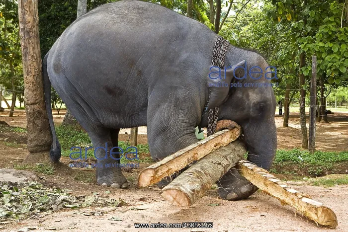 : Domestic Asian Elephant carying trunks Sri Lanka : Domestic Asian Elephant carying trunks Sri Lanka