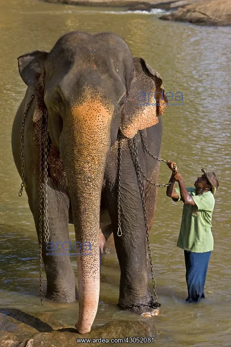 : Domestic Asian Elephant and his cornac Sri Lanka : Domestic Asian Elephant and his cornac Sri Lanka