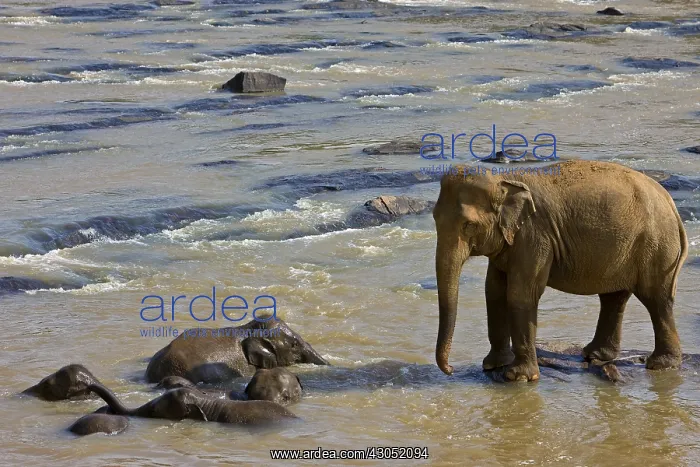 : Domestic Asian Elephant looking young Sri Lanka : Domestic Asian Elephant looking young Sri Lanka