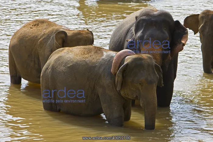 : Domestic Asian Elephant male lovers Sri Lanka : Domestic Asian Elephant male lovers Sri Lanka