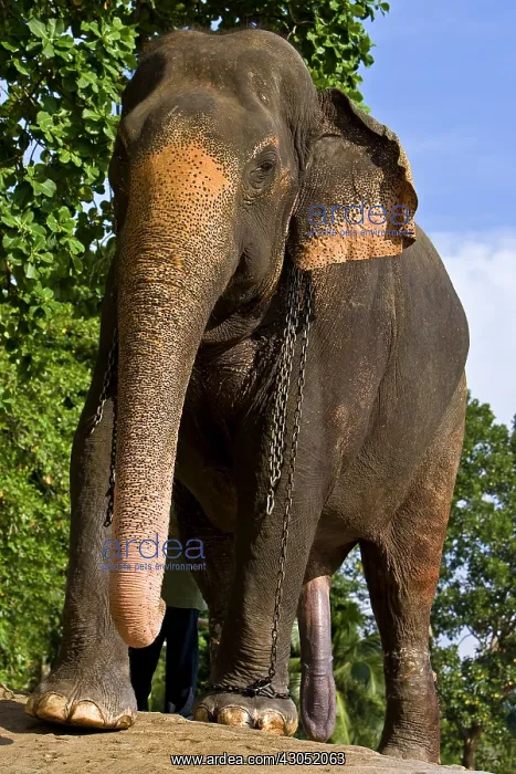 : Domestic Asian Elephant male Sri Lanka : Domestic Asian Elephant male Sri Lanka