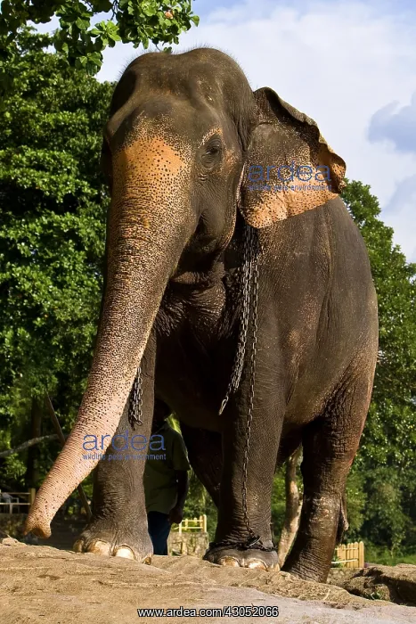 : Domestic Asian Elephant male Sri Lanka : Domestic Asian Elephant male Sri Lanka
