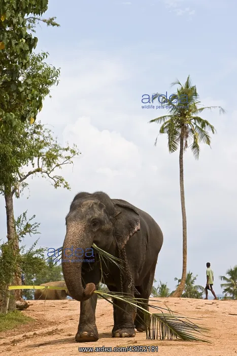 : Domestic Asian Elephant with a palm Sri Lanka : Domestic Asian Elephant with a palm Sri Lanka