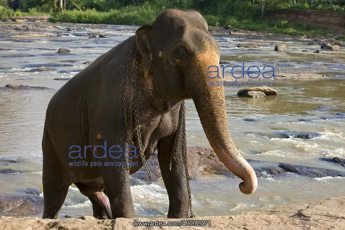 : Domestic Asian Elephant on the river Sri Lanka : Domestic Asian Elephant on the river Sri Lanka