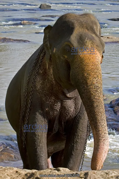 : Domestic Asian Elephant on the river Sri Lanka : Domestic Asian Elephant on the river Sri Lanka