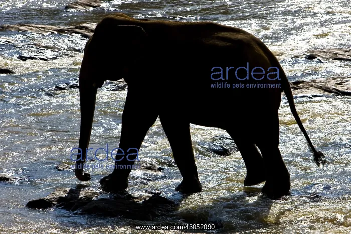 : Domestic Asian Elephant on the river Sri Lanka : Domestic Asian Elephant on the river Sri Lanka