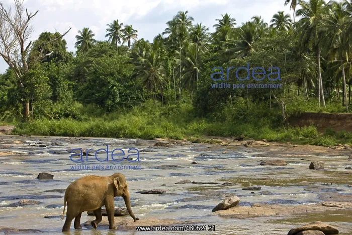 : Domestic Asian Elephant on the river Sri Lanka : Domestic Asian Elephant on the river Sri Lanka