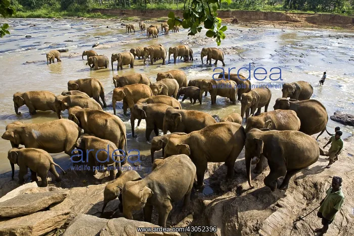 : Domestic Asian Elephants bathing Sri Lanka : Domestic Asian Elephants bathing Sri Lanka