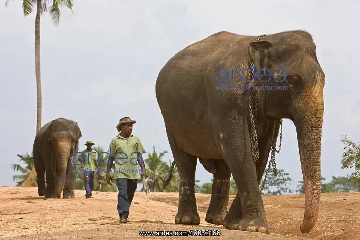 : Domestic Asian Elephants and cornacs Sri Lanka : Domestic Asian Elephants and cornacs Sri Lanka