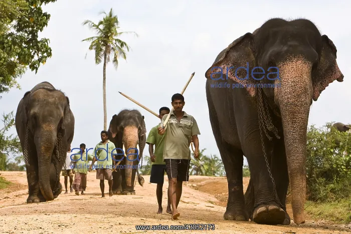: Domestic Asian Elephants and cornacs Sri Lanka : Domestic Asian Elephants and cornacs Sri Lanka