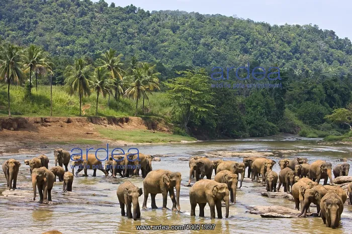 : Domestic Asian Elephants on the river Sri Lanka : Domestic Asian Elephants on the river Sri Lanka
