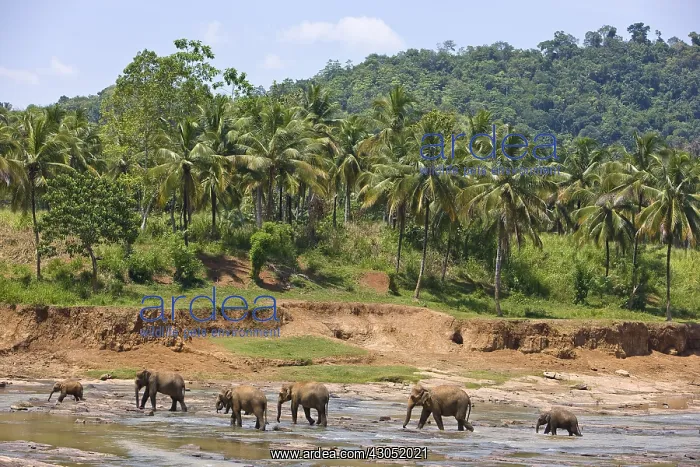 : Domestic Asian Elephants on the river Sri Lanka : Domestic Asian Elephants on the river Sri Lanka