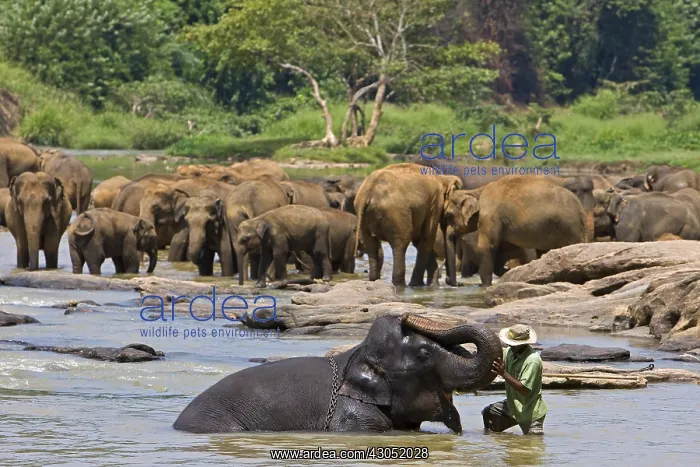 : Domestic Asian Elephants on the river Sri Lanka : Domestic Asian Elephants on the river Sri Lanka