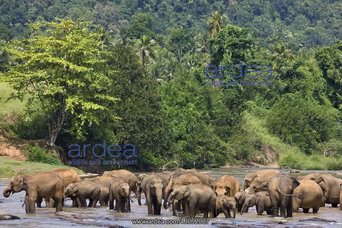  : Domestic Asian Elephants on the river Sri Lanka