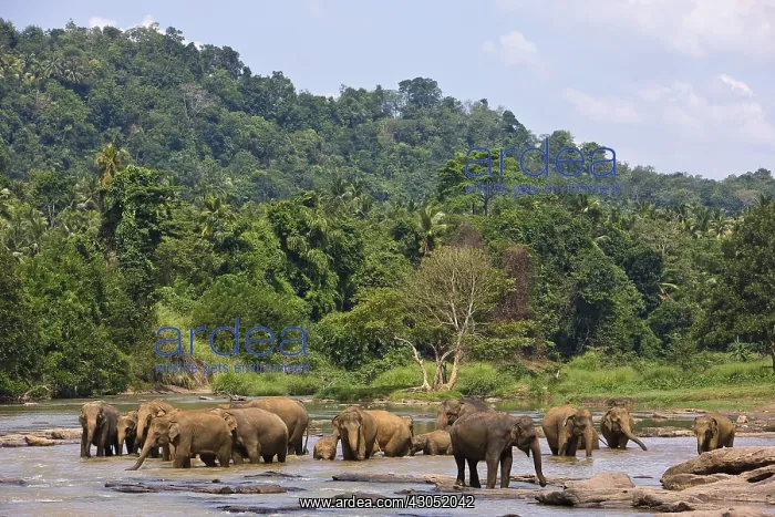 : Domestic Asian Elephants on the river Sri Lanka : Domestic Asian Elephants on the river Sri Lanka