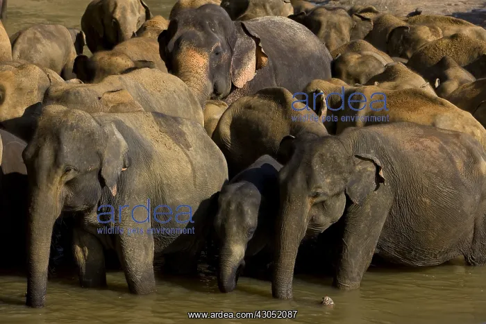: Domestic Asian Elephants on the river Sri Lanka : Domestic Asian Elephants on the river Sri Lanka