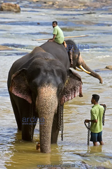 : Domestic Asian Elephants on the river Sri Lanka : Domestic Asian Elephants on the river Sri Lanka