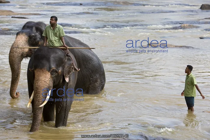  : Domestic Asian Elephants on the river Sri Lanka
