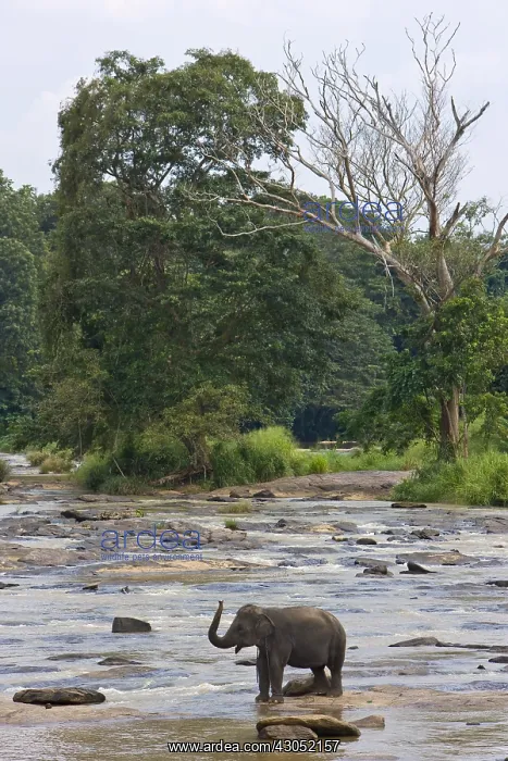 : Domestic Asian Elephants on the river Sri Lanka : Domestic Asian Elephants on the river Sri Lanka