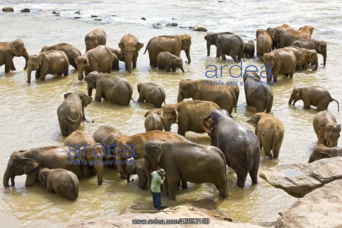: Domestic Asian Elephants to the river Sri Lanka : Domestic Asian Elephants to the river Sri Lanka