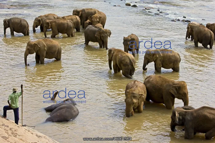  : Domestic Asian Elephants to the river Sri Lanka