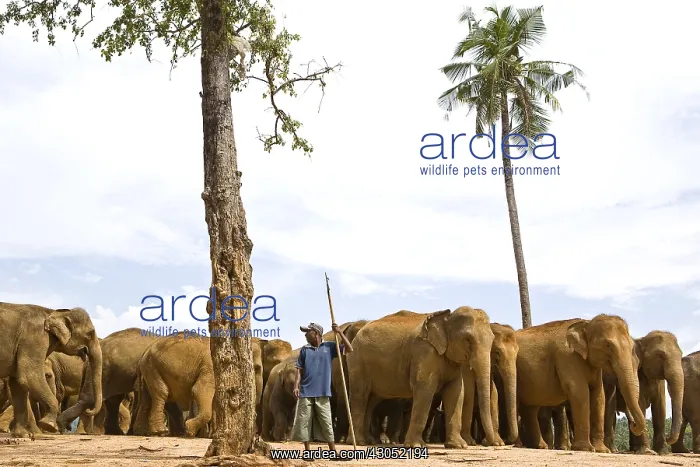 : Domestic Asian Elephants Sri Lanka : Domestic Asian Elephants Sri Lanka