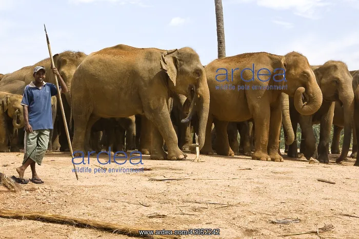 : Domestic Asian Elephants Sri Lanka : Domestic Asian Elephants Sri Lanka