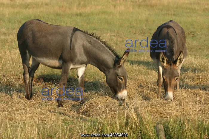 : Domestic Asses eating hay Oleron island France : Domestic Asses eating hay Oleron island France