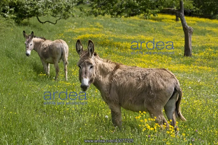 : Domestic Asses in a meadow Bourgogne France : Domestic Asses in a meadow Bourgogne France