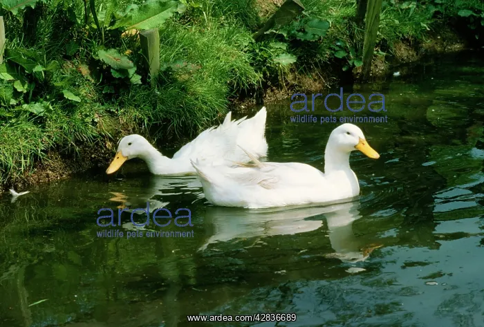 : Domestic Aylesbury Ducks : Domestic Aylesbury Ducks