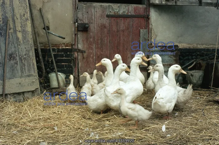  : Domestic Aylesbury DUCKS - in barn