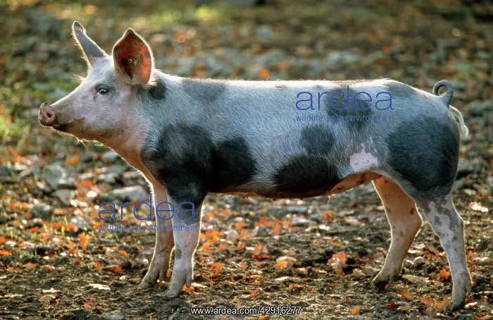 : Domestic Bentheimer PIG : Domestic Bentheimer PIG