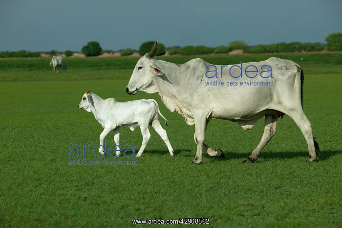 : Domestic Brahma CATTLE - adult and calf : Domestic Brahma CATTLE - adult and calf