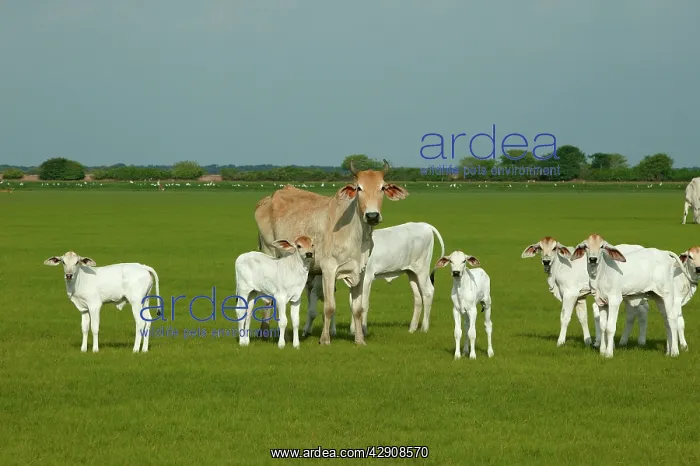 : Domestic Brahma CATTLE - Adult and young : Domestic Brahma CATTLE - Adult and young