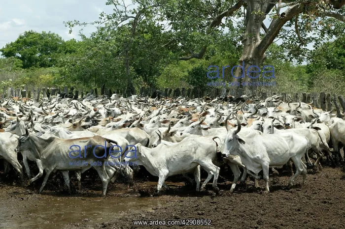 : Domestic Brahma CATTLE - herd in pen : Domestic Brahma CATTLE - herd in pen