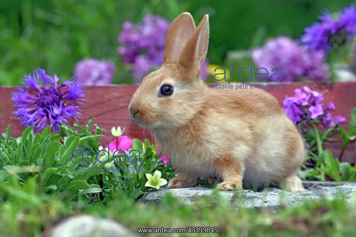 : Domestic Brown Rabbit - sitting by flowers : Domestic Brown Rabbit - sitting by flowers