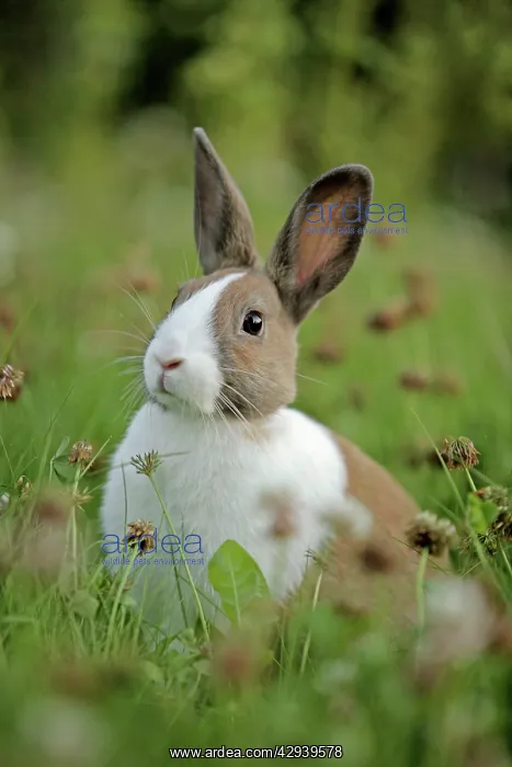 : Domestic brown & white Rabbit in tall grass : Domestic brown & white Rabbit in tall grass
