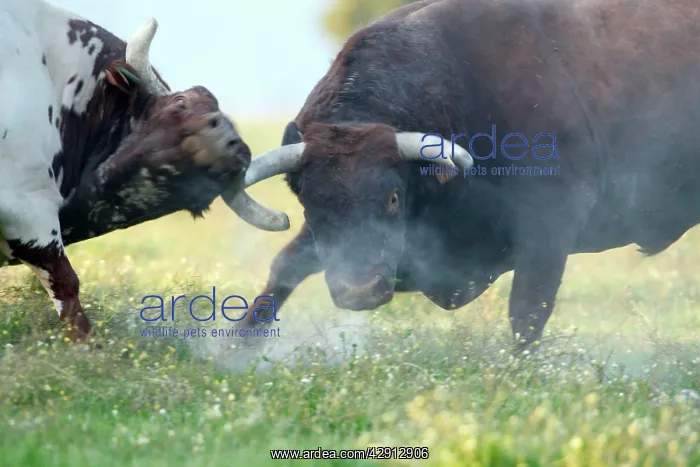 : Domestic Bulls - two animals fighting on pasture : Domestic Bulls - two animals fighting on pasture