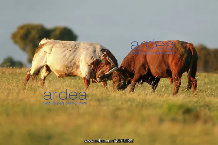  : Domestic Bulls - two animals fighting on pasture