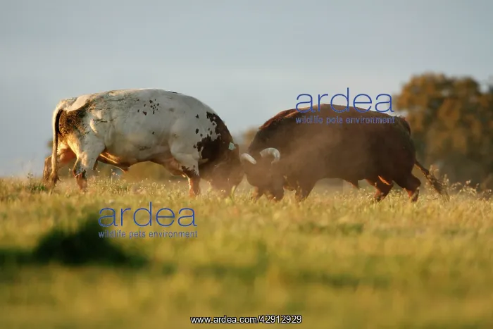 : Domestic Bulls - two animals fighting on pasture : Domestic Bulls - two animals fighting on pasture